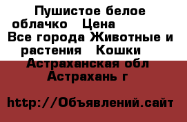 Пушистое белое облачко › Цена ­ 25 000 - Все города Животные и растения » Кошки   . Астраханская обл.,Астрахань г.